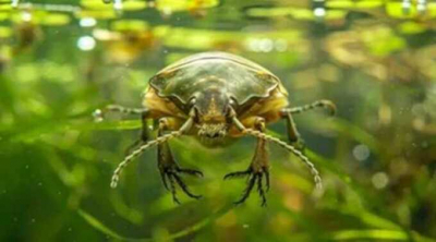 На Бали гражданка России была госпитализирована после того, как её в ногу укусило насекомое