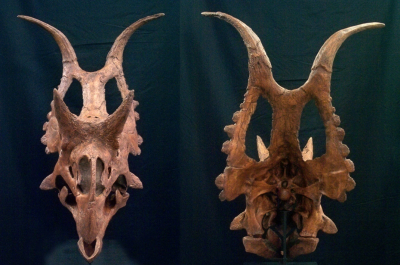 Череп дьявола: когда эволюция решила поиграть в Diablo